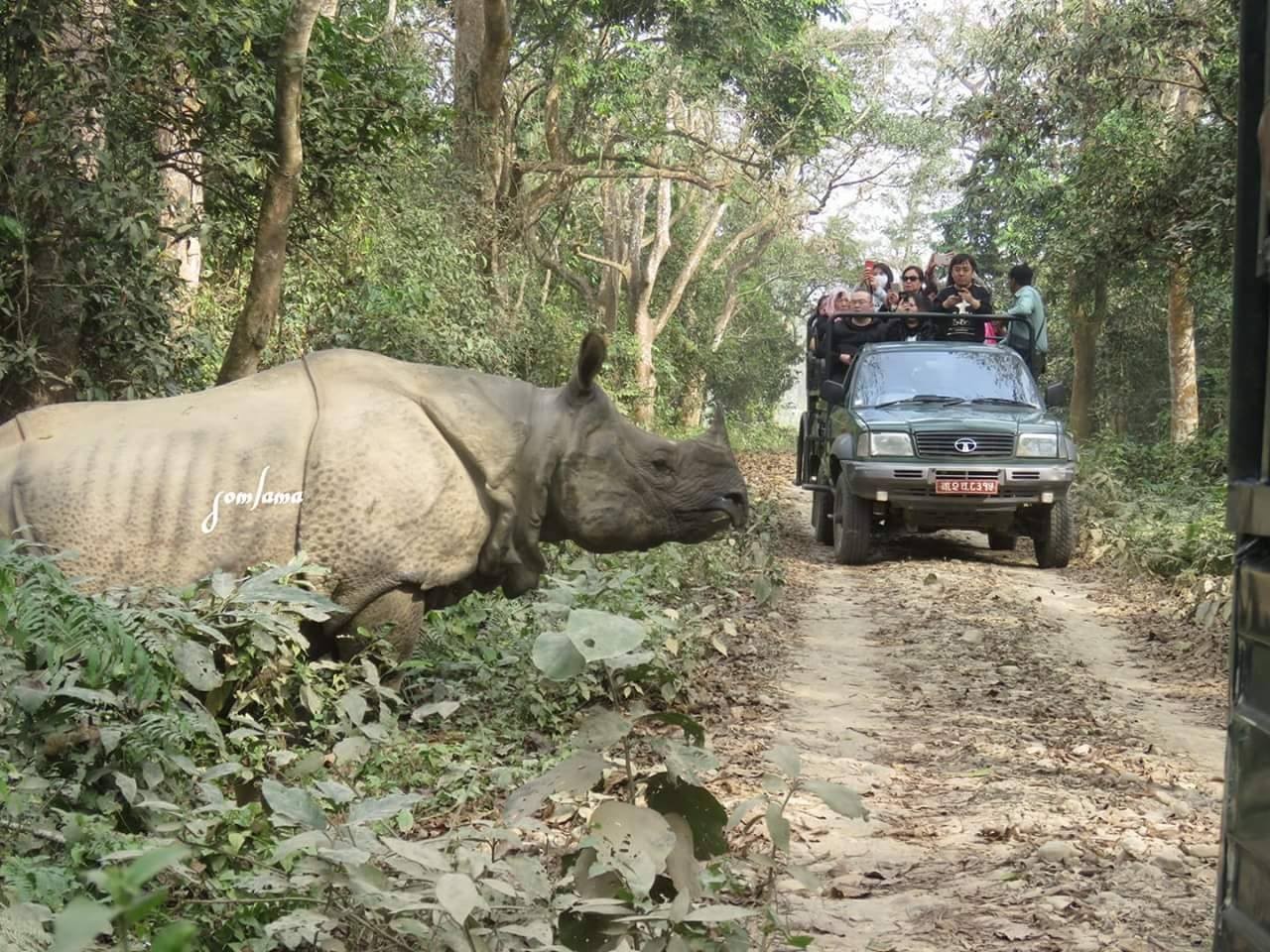 Badreni jungle resort