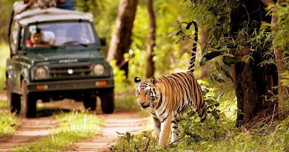Hotel Royal Safari